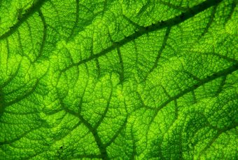 Fotosintesi clorofilliana: cos'è il processo fondamentale per la vita sulla Terra