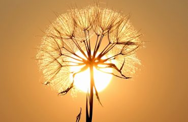 dandelion-1557110_1280