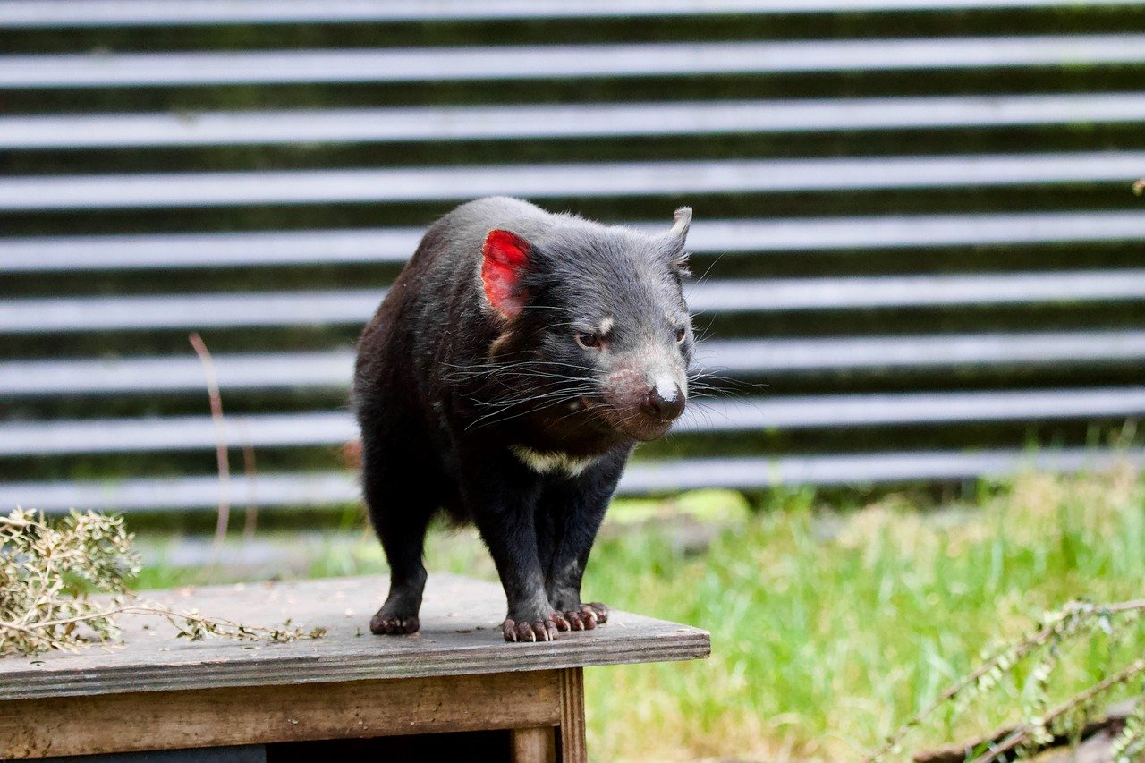 diavolo-tasmania