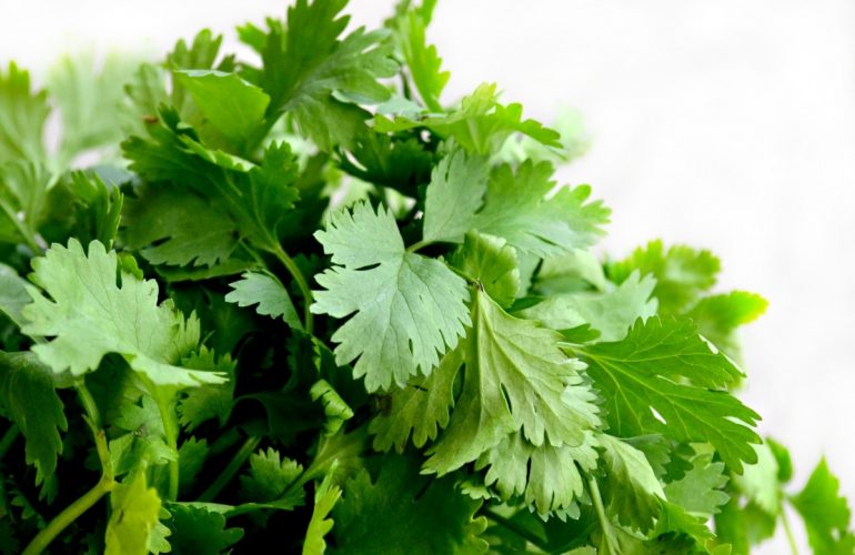 coriandolo cilantro_herbs_food_green_cuisine_dish_parsley_fresh-638070