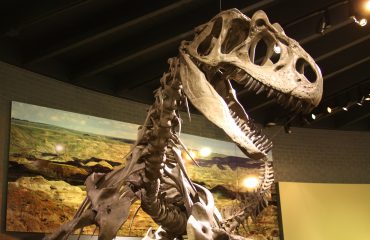 2560px-Allosaurus_Skeleton,_Alf_Museum