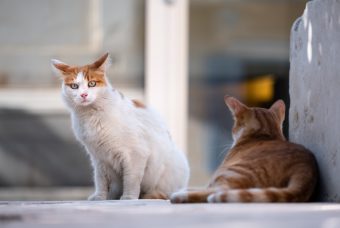 Perché i gatti continuano a sorprendere gli scienziati?