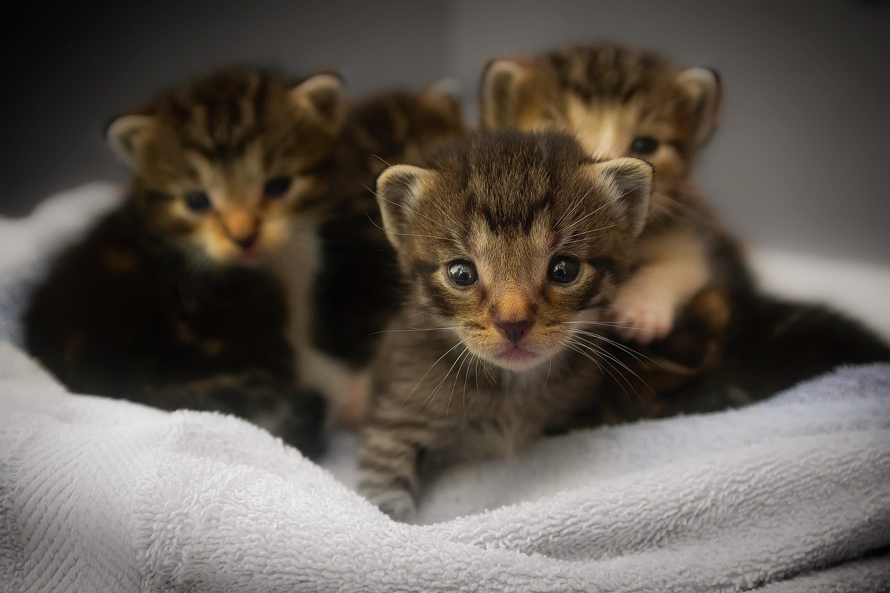 kittens-1824367_1280